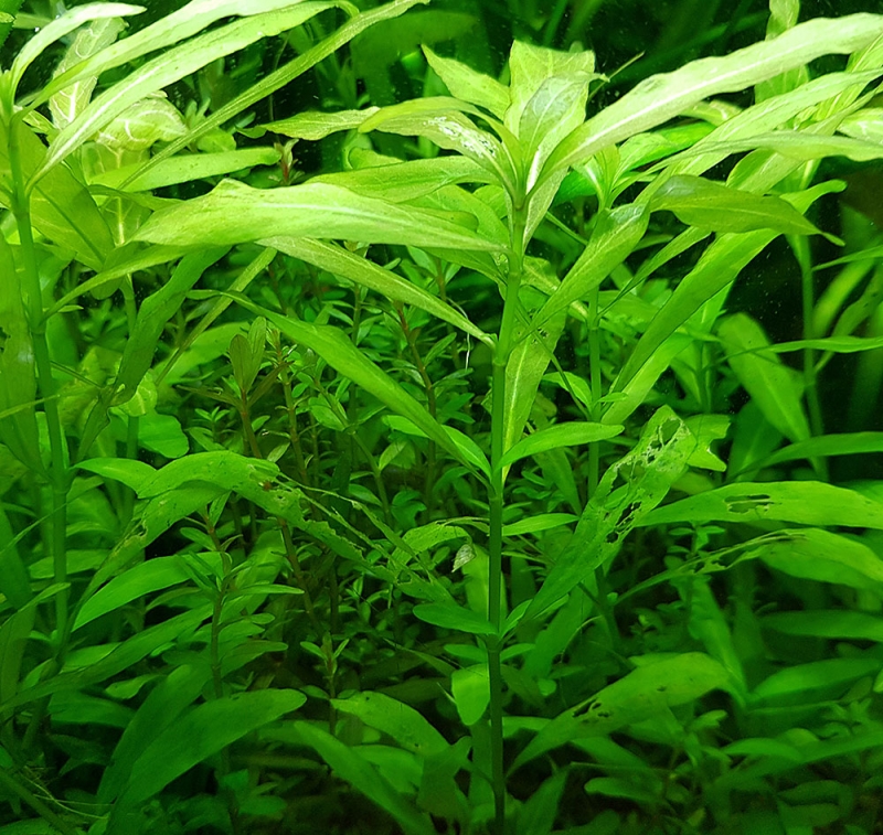 Polysperma2.jpg