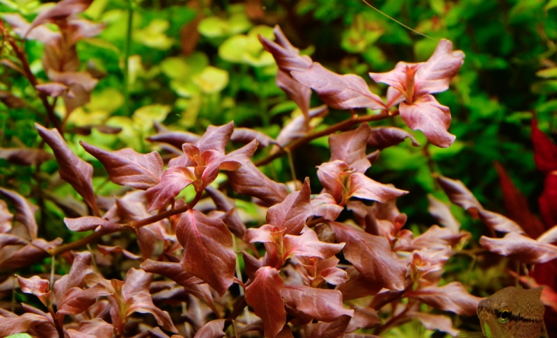 Ludwigia ovalis pink.jpg