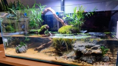 074l - Aquaterrarium - Rio Xingu -   lebson