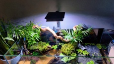 074l - Aquaterrarium - Rio Xingu -   lebson