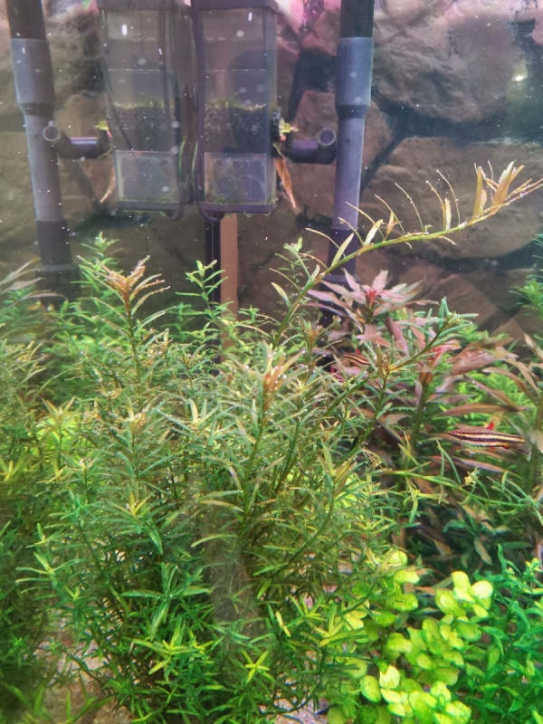 9 rotala lysimachia.jpg