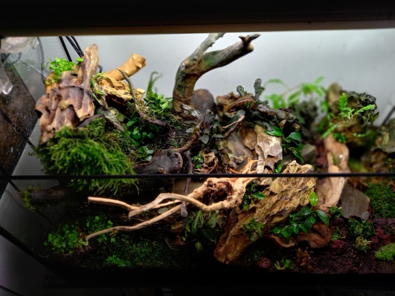 paludarium2.jpg