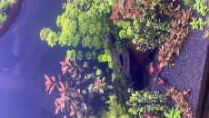 Limnophila aquatica jako roślina środkowego planu.