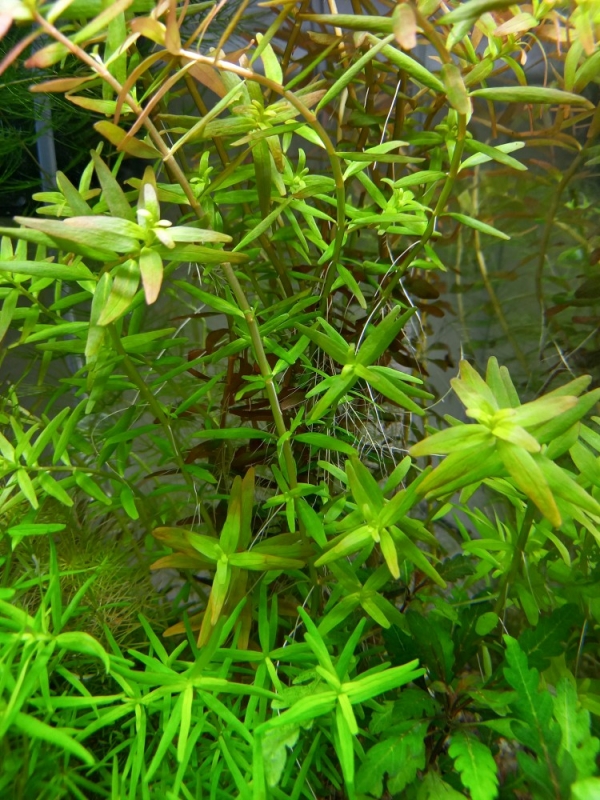 akwa-korzenie20220506_110812.jpg