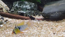 Identyfikacja Ramirez