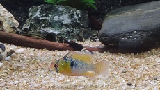 Identyfikacja Ramirez