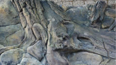 Tło strukturalne do akwarium Amazonka 120x50cm 3D