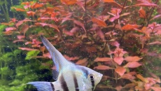 360L akwarium ogólne.