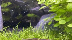 360L akwarium ogólne.