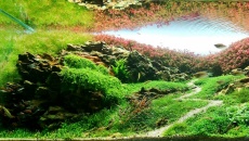 The International Aquatic Plants Layout Contest 2022