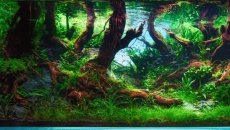 The International Aquatic Plants Layout Contest 2022