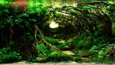 The International Aquatic Plants Layout Contest 2022