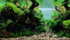 The International Aquatic Plants Layout Contest 2022