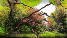 The International Aquatic Plants Layout Contest 2022