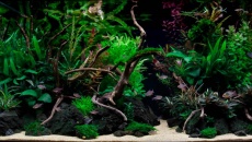 The International Aquatic Plants Layout Contest 2022