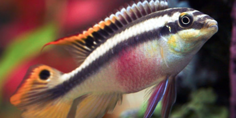 5-110722-800x400.jpeg