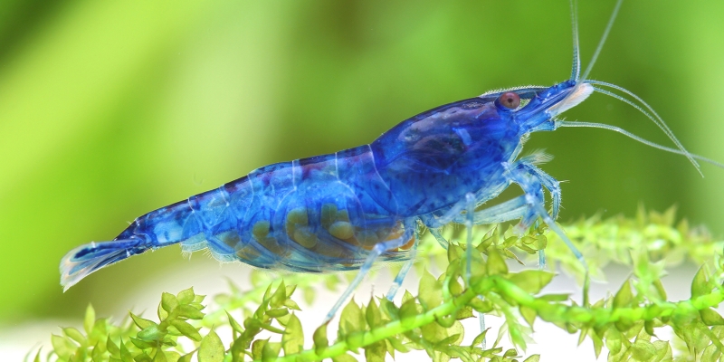 12-210622-800x400.jpeg