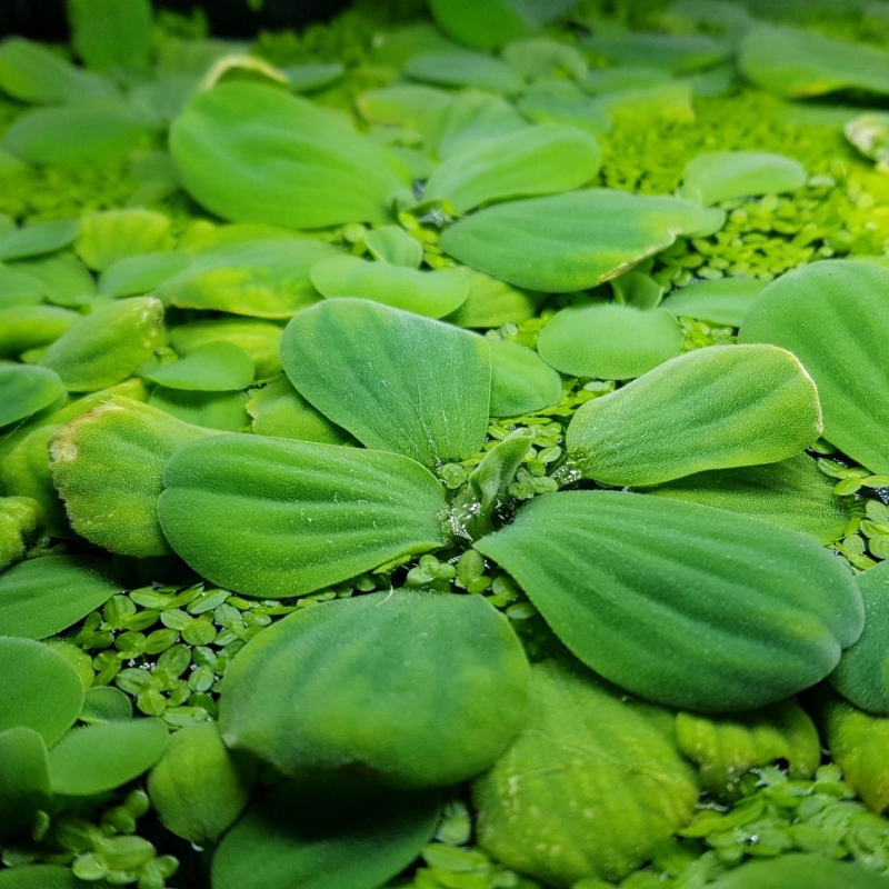 pistia.jpg