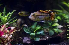 Apistogramma cacatuoides (Pielęgniczka Kakadu)