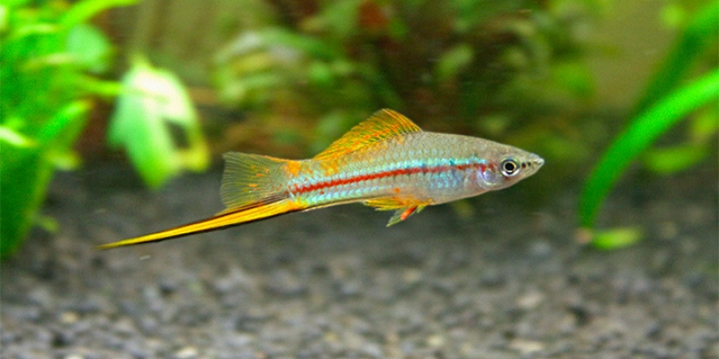 mieczyk2-800x400.jpeg