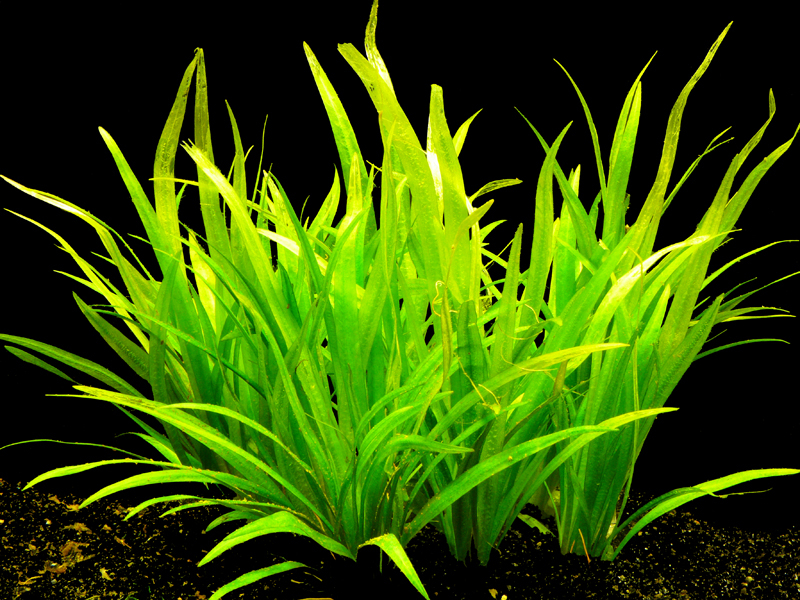latifolius-2.jpeg