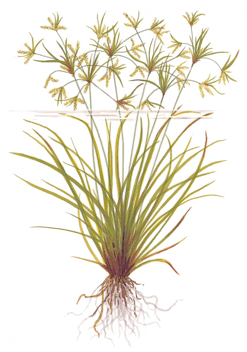 cyperus-news2.jpeg