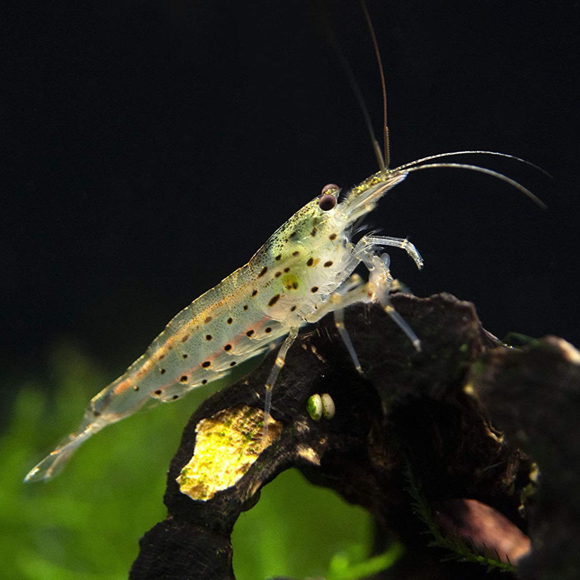 krewetka_amano_caridina_multidentata_caridina_japonica_(1_szt)-i-28480-1.jpg