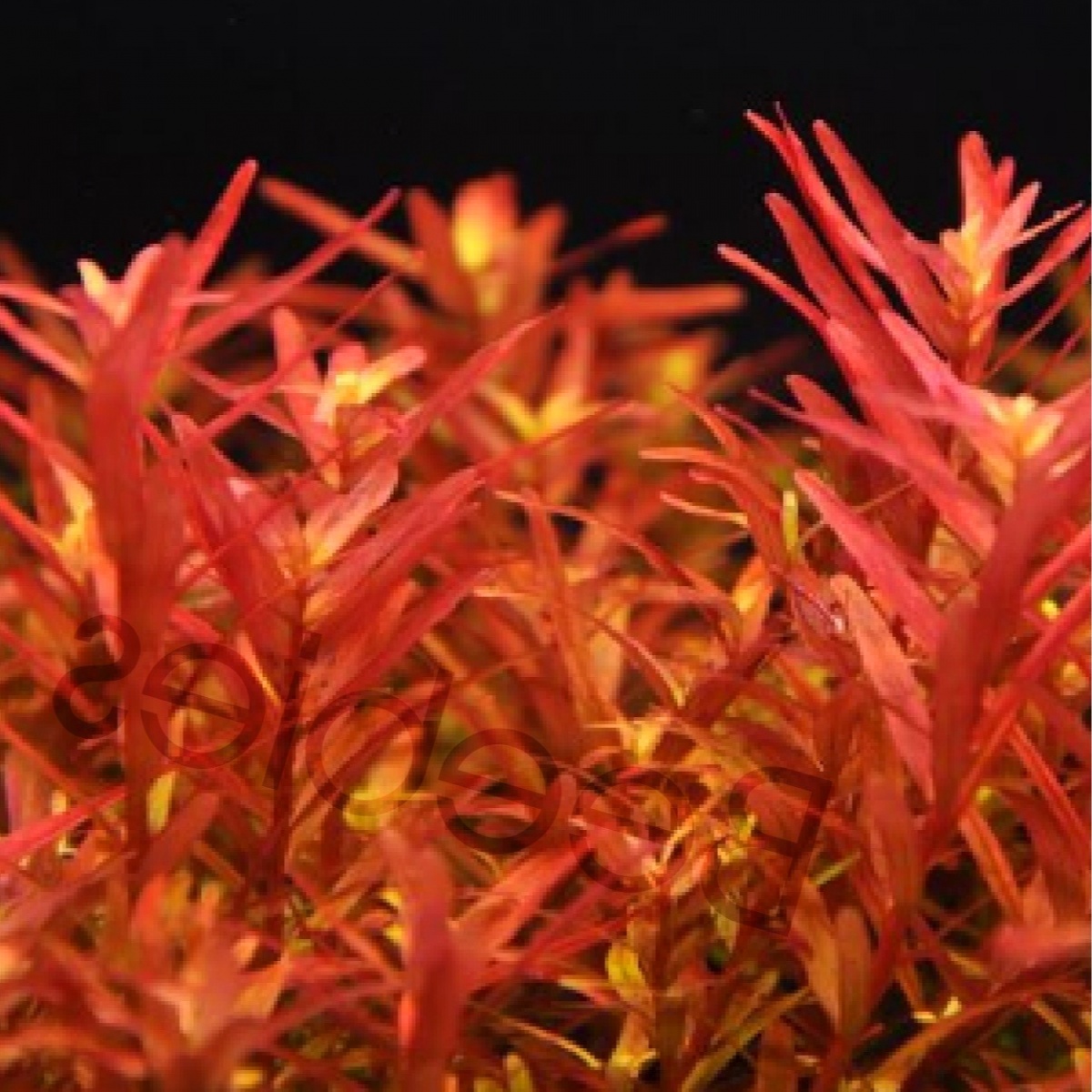 rotala-red.jpeg