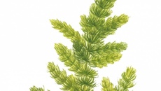 Ceratophyllum demersum Foxtail
