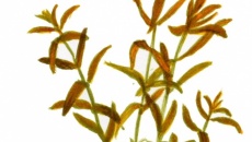 Rotala rotundifolia (Rotala indica)