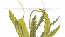 Aponogeton crispus