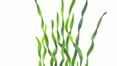 Vallisneria americana asiatica
