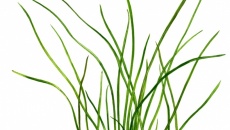 Vallisneria nana
