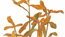 Nesaea crassicaulis