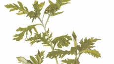 Hygrophila difformis