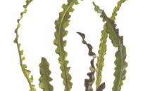 Aponogeton longiplumulosus