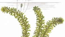 Egeria densa