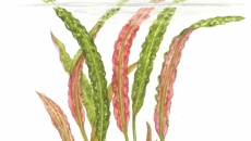Cryptocoryne usteriana