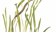 Vallisneria americana Natans