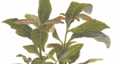 Hygrophila siamensis