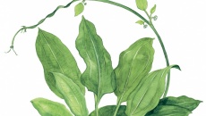 Echinodorus bleheri