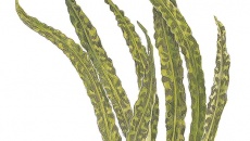 Cryptocoryne crispatula