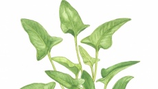 Anubias gracilis