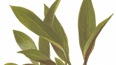 Anubias barteri angustifolia
