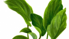Anubias barteri var. caladiifolia