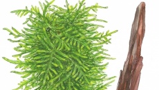 Taxiphyllum Spiky