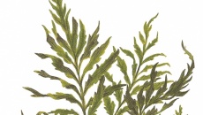 Bolbitis heudelotii