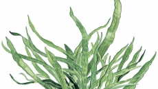 Microsorum pteropus Narrow