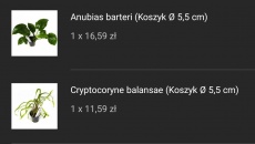 1170l - BN/T - Tomasz