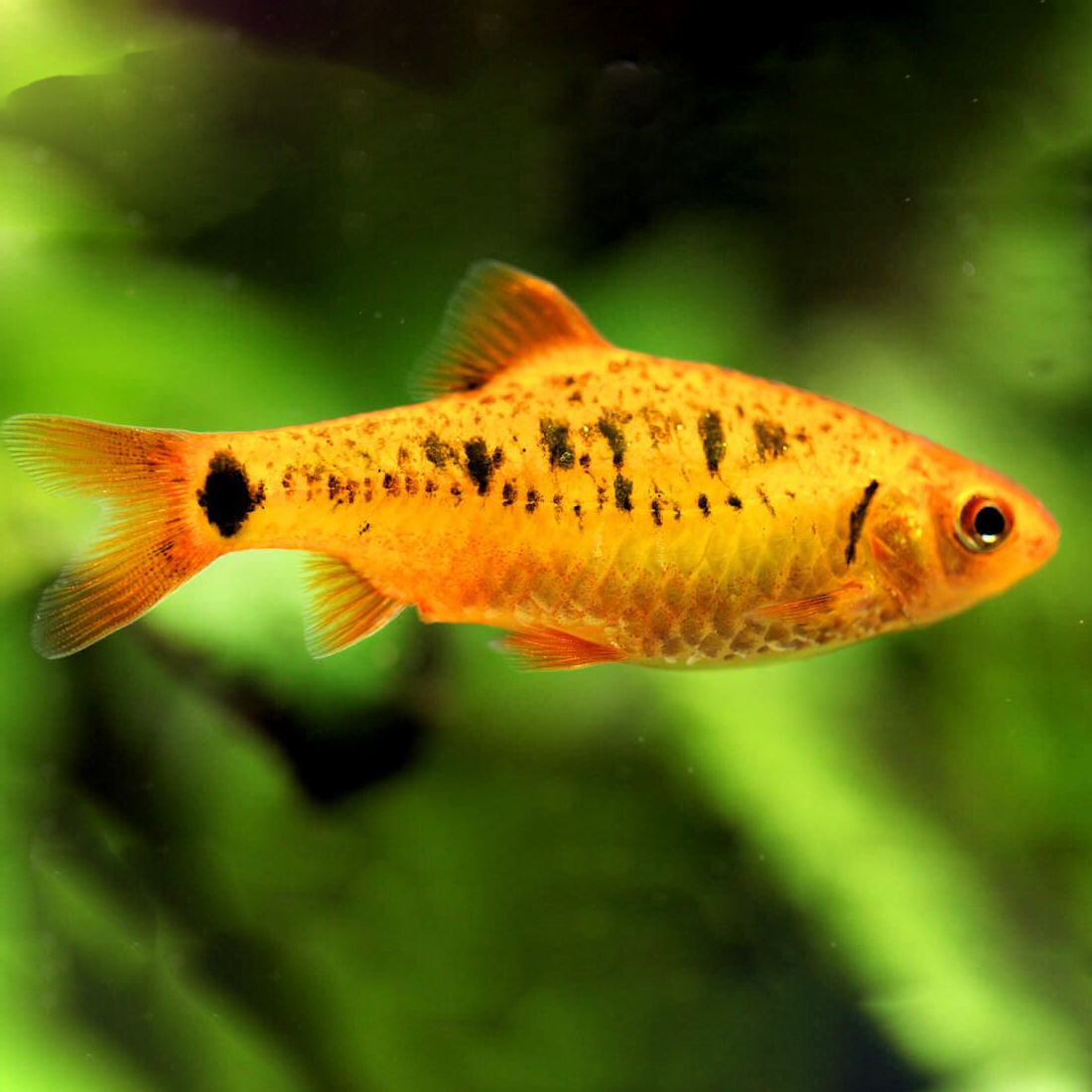brokatowa.jpeg